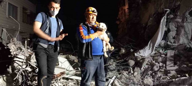 Hatay’da 25 Gün Sonra Bir Köpek Enkaz Altından Sağ Kurtarıldı