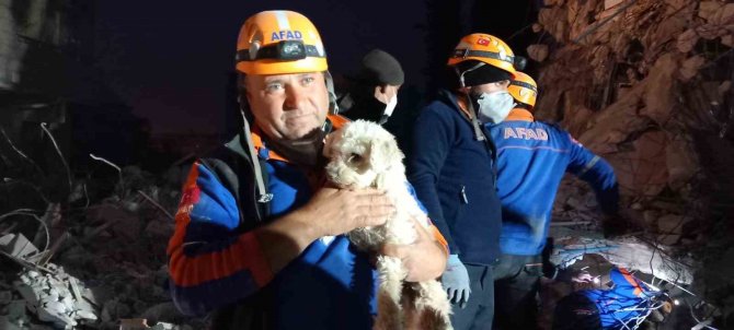 Hatay’da 25 Gün Sonra Bir Köpek Enkaz Altından Sağ Kurtarıldı