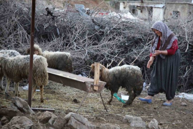 Nurdağı’nda 605 Saat Sonra 5 Koyun Sağ Çıkarıldı