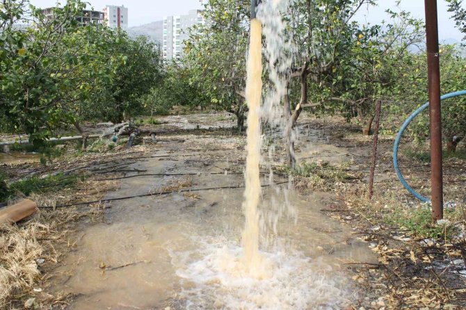 Narenciye Üreticisi Bahçe Sularken Fark Etti: “Su Çamurlu Akmaya Başladı”