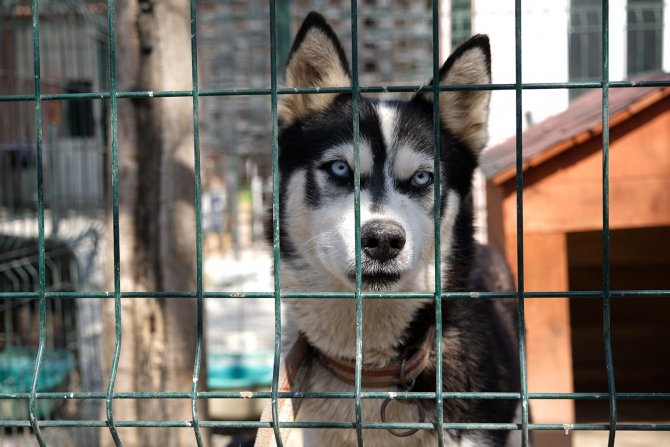 Sakaryalı Veteriner Ekipleri Antakya’da Can Dostlarının Yaralarını Sarıyor