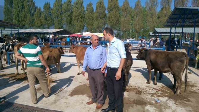 Simav’da Bahar Dönemi Şap Aşılama Çalışmaları Sürüyor