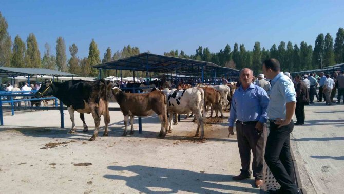 Simav’da Bahar Dönemi Şap Aşılama Çalışmaları Sürüyor