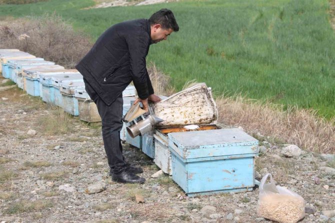 Adana’da Kuraklık Arıyı Da Vurdu