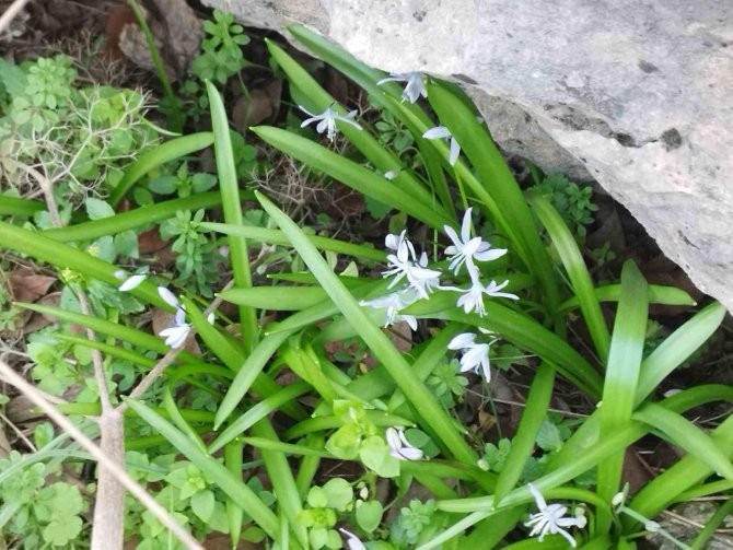 Halfeti’de Sessiz Festival