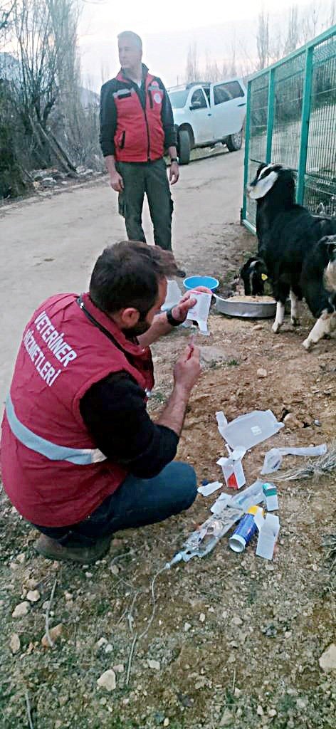 Nurhak’ta 637 Saat Sonra Enkazdan 2 Keçi Canlı Çıkarıldı