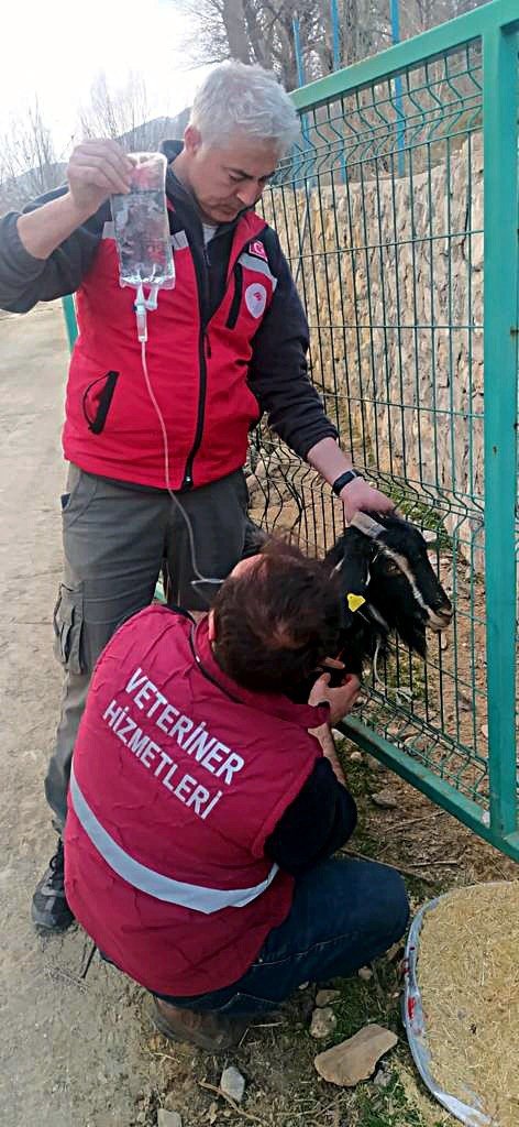 Nurhak’ta 637 Saat Sonra Enkazdan 2 Keçi Canlı Çıkarıldı