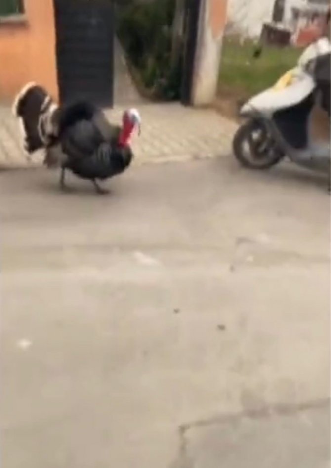 Motosikletine Binmek İsteyen Kuryeye Hindi Engeli