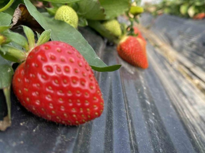 45 Gün Beklenip 6 Ay Hasat Yapılıyor
