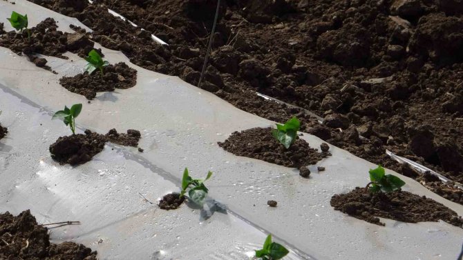 Salçalık Biber Fideleri Toprakla Buluştu