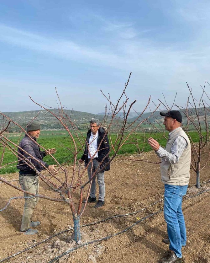 Erkenci Kayısılar İçin Zararlı Ve Hastalık Kontrolleri Yapıldı