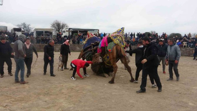 Ayvacık’ta Develer Depremzedeler Yararına Güreşti