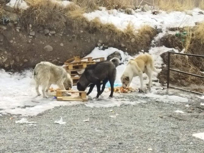 Şenkaya’da Kamu Görevlilerinden Örnek Davranış