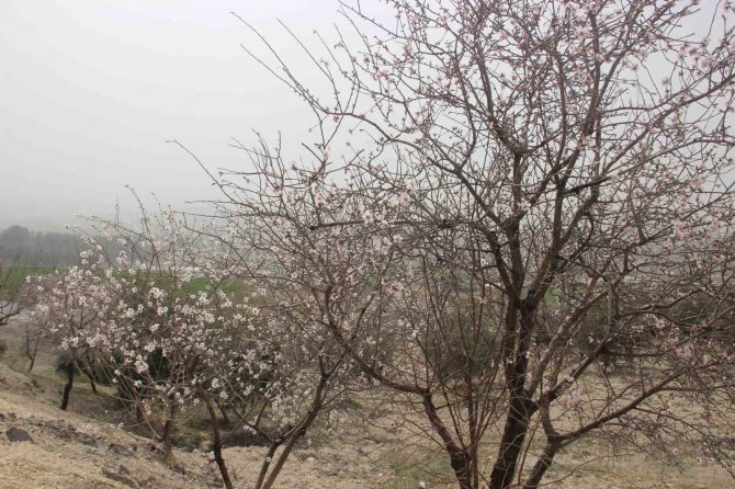 Adıyaman’da Ağaçlar Hüzne Çiçek Açtı