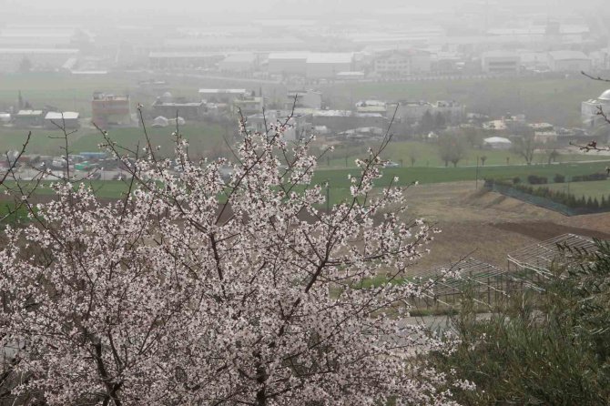 Adıyaman’da Ağaçlar Hüzne Çiçek Açtı