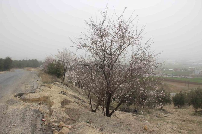 Adıyaman’da Ağaçlar Hüzne Çiçek Açtı
