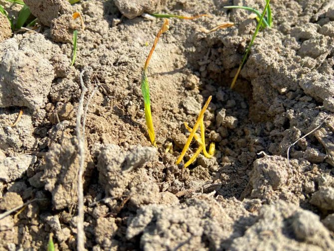 Konya Ovası’ndaki Yağışlar, Geçen Yıla Oranla Yüzde 55 Azaldı