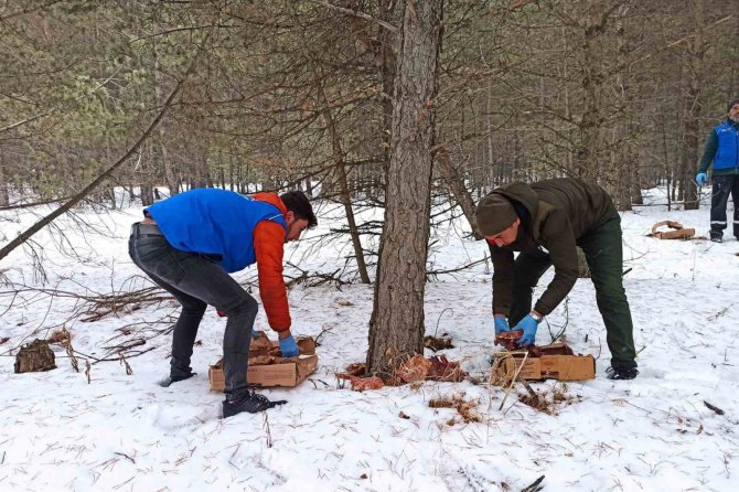 Ardahan’da Yaban Hayatı İçin Doğaya Yem Bırakıldı