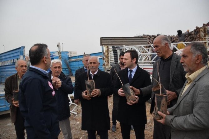 Kozluklu Çiftçilere 22 Bin Adet Fıstık Fidanı Dağıtıldı