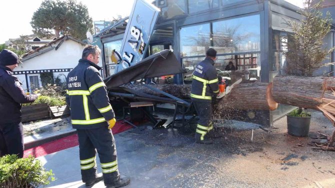 Ordu’da Fırtına: Devrilen Ağaç, Otomobil Ve İş Yerine Hasar Verdi