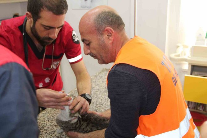 Depremden Kurtarılan Hayvanlara Tatvan Kucak Açtı