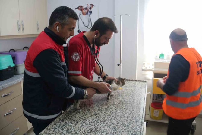 Depremden Kurtarılan Hayvanlara Tatvan Kucak Açtı