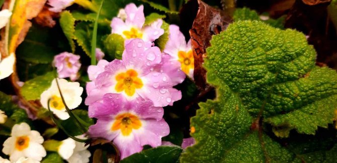 Abant’ta Karlar Eridi, Çiğdemler Çiçek Açtı