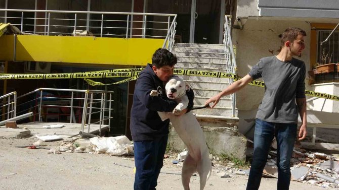 Kahraman Köpek ’Dora’, Deprem Anında Kendisini Siper Ederek Sahiplerini Korudu