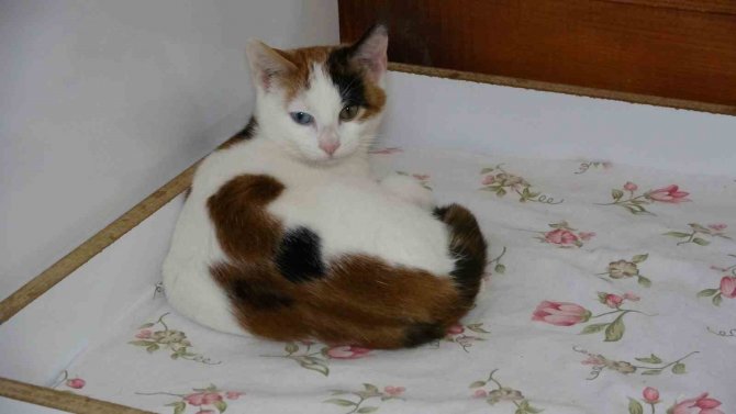 Depremzede Kediler Villada Misafir Ediliyor