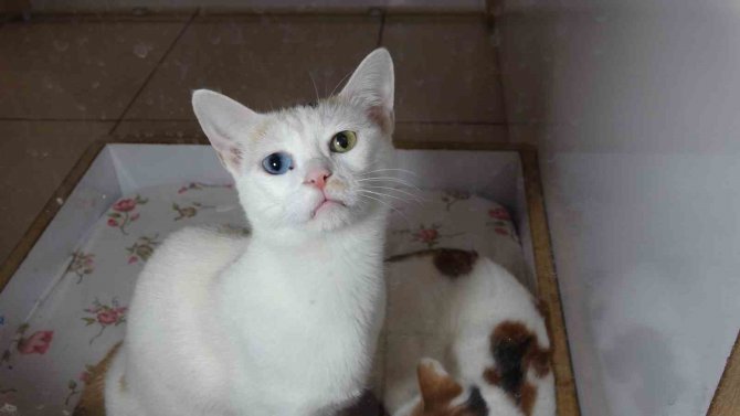 Depremzede Kediler Villada Misafir Ediliyor