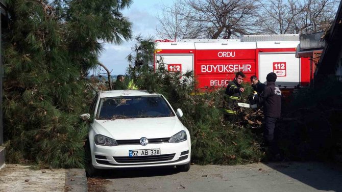 Ordu’da Fırtına: Devrilen Ağaç, Otomobil Ve İş Yerine Hasar Verdi