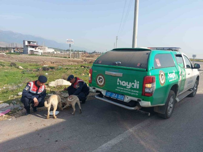 Jandarma Ekipleri Hatay’da Sokak Hayvanlarını Besliyor