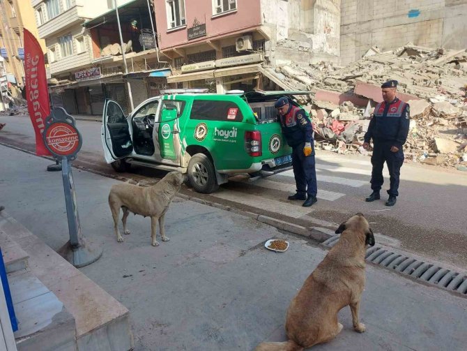 Jandarma Ekipleri Hatay’da Sokak Hayvanlarını Besliyor