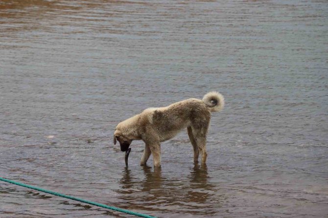 Sokak Köpeği, Ölen Balığı Yüzdürmeye Çalıştı