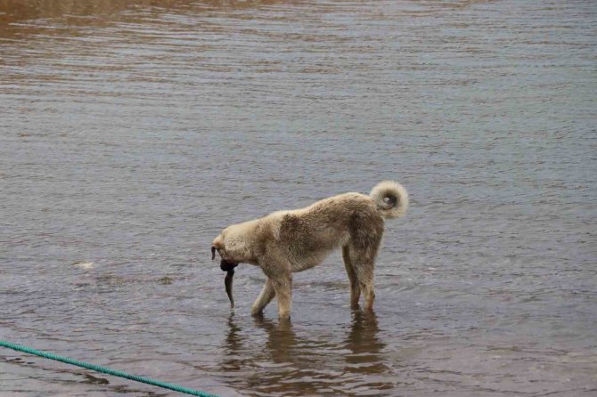 Sokak Köpeği, Ölen Balığı Yüzdürmeye Çalıştı