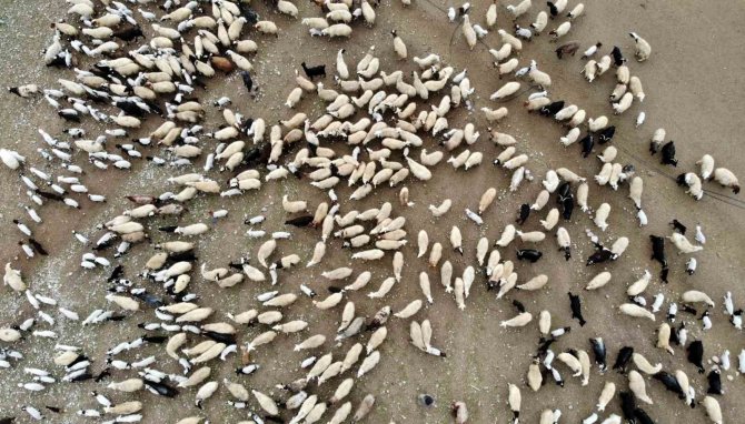 Süt Kuzuları Günde 2 Defa Anneleriyle Buluşturuluyor