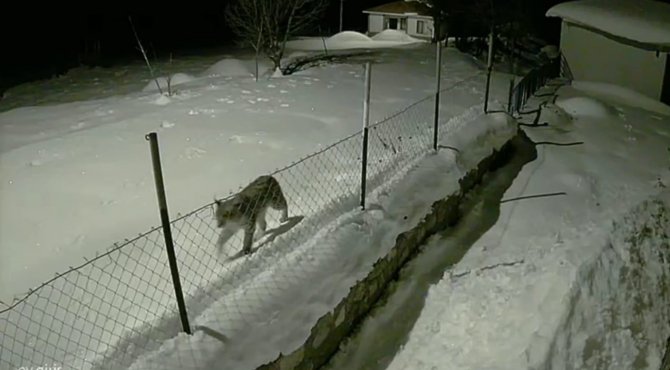 Birinci Derece Koruma Altındaki Vaşak Güvenlik Kamerasında