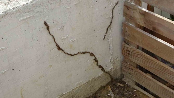 Manavgat’ta Çam Kese Böceği İstilası