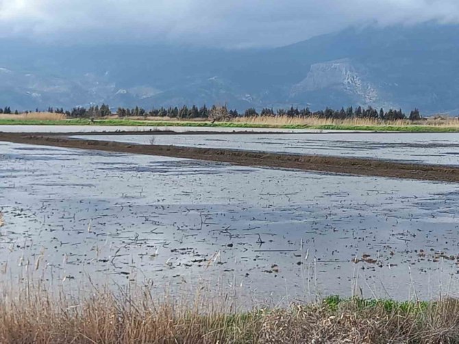 Aydın’da Yağışlar Çiftçinin Yüzünü Güldürdü
