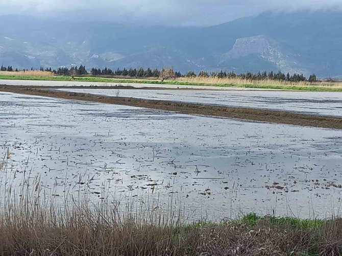 Aydın’da Yağışlar Çiftçinin Yüzünü Güldürdü