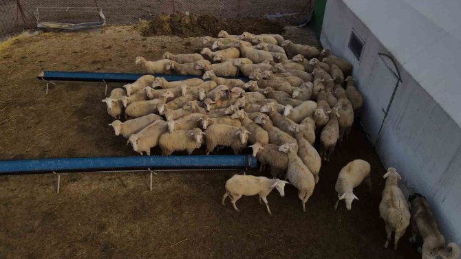 Balıkesir Kuzusunda Marka Sındırgı Olacak