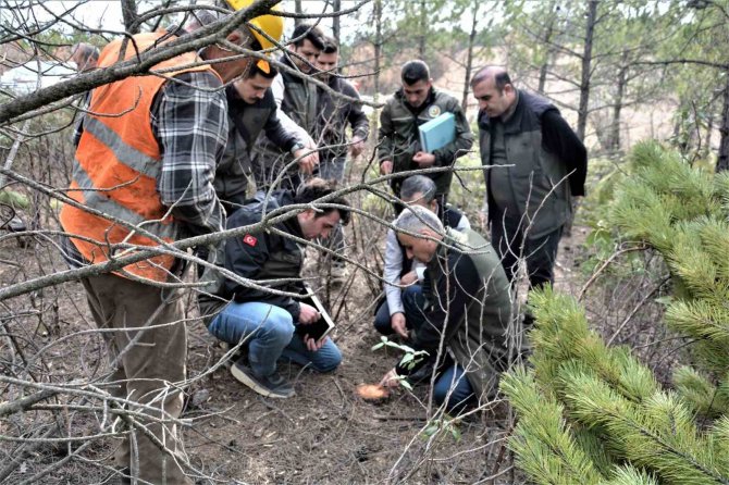 "Sürdürülebilir Ormancılık İlkesi Sıklık Bakımı Sahaları İçin Çok Önemli"