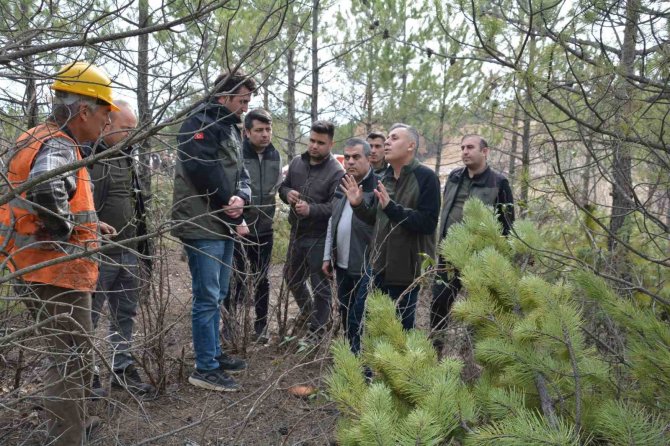 "Sürdürülebilir Ormancılık İlkesi Sıklık Bakımı Sahaları İçin Çok Önemli"