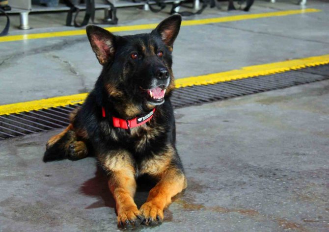 İ̇tfaiye Erinin Eğittiği Arama Kurtarma Köpekleri 18 Kişinin Hayatına Dokundu