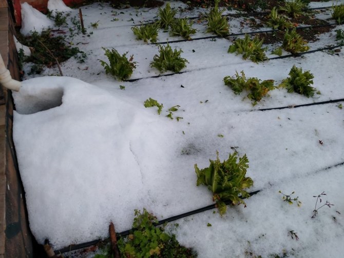 Erzin’de Dolu Yağışı Etkili Oldu