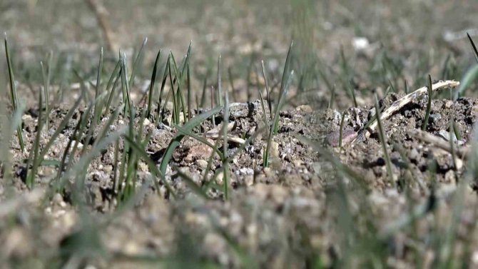 Prof. Dr. Yılmaz: “Ciddi Boyutta Kuraklıkla Karşı Karşıyayız, İlkbahar Yağışlarına Muhtacız”