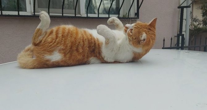 Bu Da Şaklaban Kedi: Kameraları Görünce Poz Verip Dans Ediyor