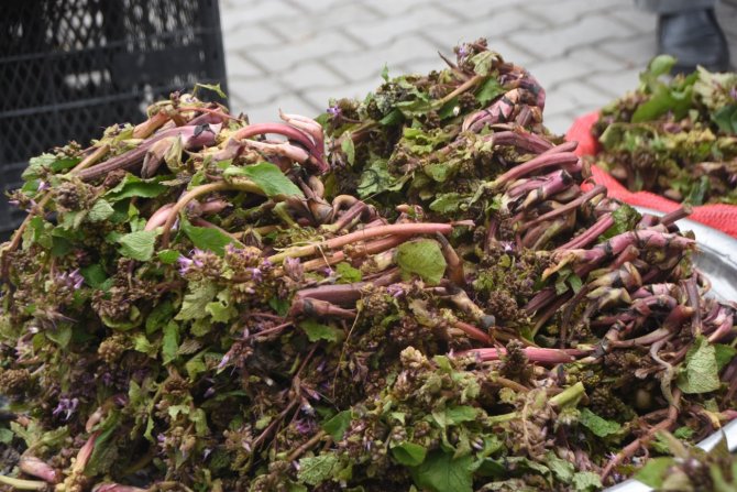 Sinop’ta “Zılbıt” Zamanı