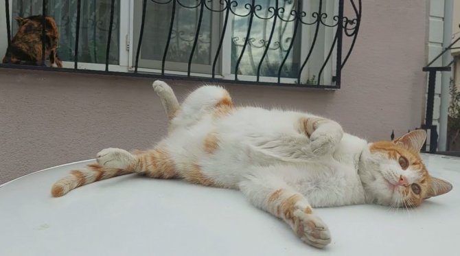 Bu Da Şaklaban Kedi: Kameraları Görünce Poz Verip Dans Ediyor