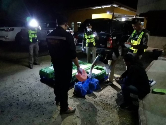 Aracın Bagajında Onlarca Kaçak Maymun Bulundu